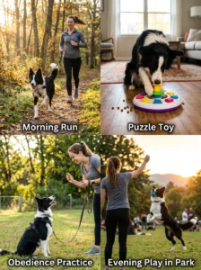 Border Collie enjoying exercise, training, and play throughout the day.