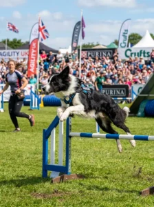 Border Collie competing in an agility competition.