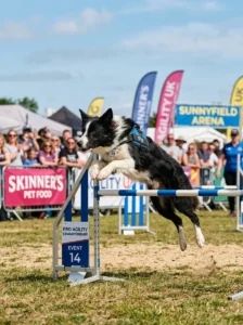 Border Collie competing in an agility competition.