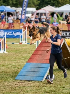 German Shepherd enjoying agility training and exercise.