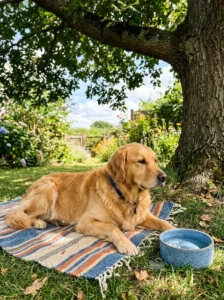 Golden Retriever staying cool during hot summer weather.