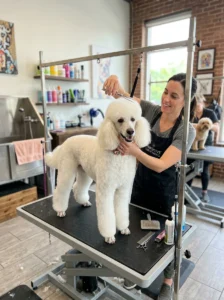 Professional grooming session for a Poodle.