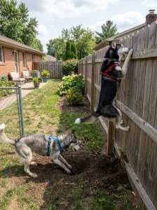 Husky demonstrating its escape artist tendencies.
