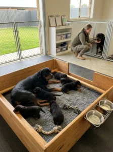 Responsible Rottweiler breeder with healthy puppies.