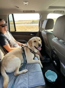 Dog safely traveling in an air-conditioned car during hot weather