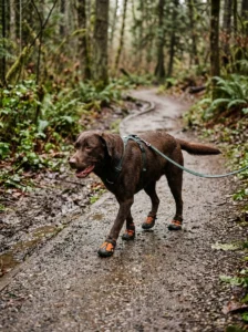 Dog wearing protective booties during a muddy walk