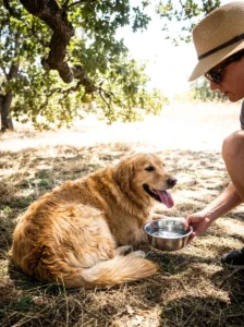 Dog resting in shade and drinking water during hot weather