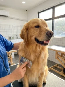 Grooming a dog with a dense coat to support healthy skin