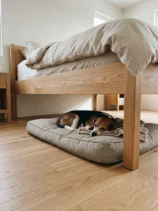 Beagle sleeping comfortably in a dog bed under the bed