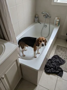 Beagle standing in a standard bathtub during bath time.