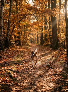 Beagle walking away along an autumn trail in warm golden sunlight.