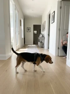 Beagle walking in a harness while its movement is recorded for a fit check.