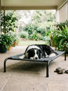 Border collie relaxing on a sturdy elevated bed in a shaded outdoor area