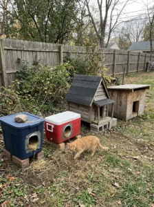 Different DIY outdoor cat house ideas featuring plastic tubs, insulated shelters, and wooden cat houses.