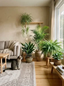Easy cat safe house plants including spider plant, fern, palm and peperomia