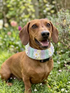 Dachshund wearing a pastel crochet collar cover decorated with daisies