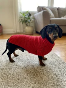 Dachshund wearing a red crochet sweater with extra back coverage and a ribbed hem.