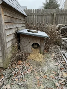 Finished DIY feral cat house with dry straw bedding in a sheltered backyard