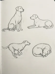 Easy dog drawing poses including sitting, running, lying down, and sleeping.