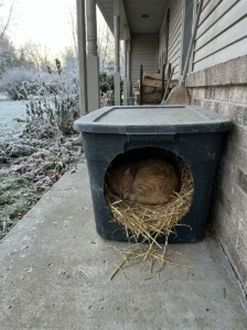 Ginger stray cat sleeping in a straw-filled shelter beneath a porch