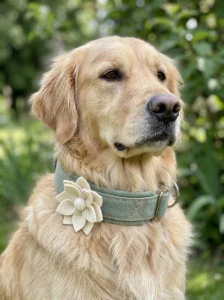 Golden retriever wearing a padded dog collar with a felt flower attached securely
Copy prompt