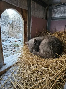 Grey cat staying warm in dry straw inside an insulated shelter