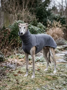 Greyhound wearing a lightweight fleece sweater with a long back