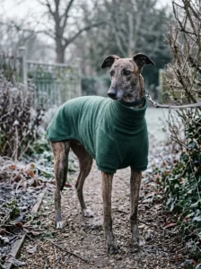 Short-haired greyhound wearing a fleece sweater on a chilly walk Copy prompt