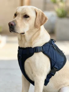 Properly fitted service dog vest with secure straps and room for natural movement