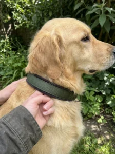 Checking the fit of a soft padded flower collar on a golden retriever
Copy prompt
