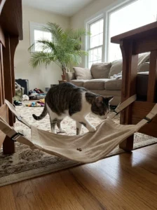 Cat trying a low-hanging hammock with a treat inside