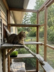 Indoor cat enjoying fresh air safely inside a secure catio
