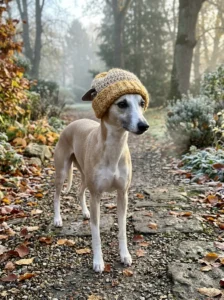 Short-haired whippet wearing a comfortable crochet hat on a chilly morning walk.